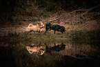 2 dogs