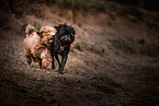 2 dogs