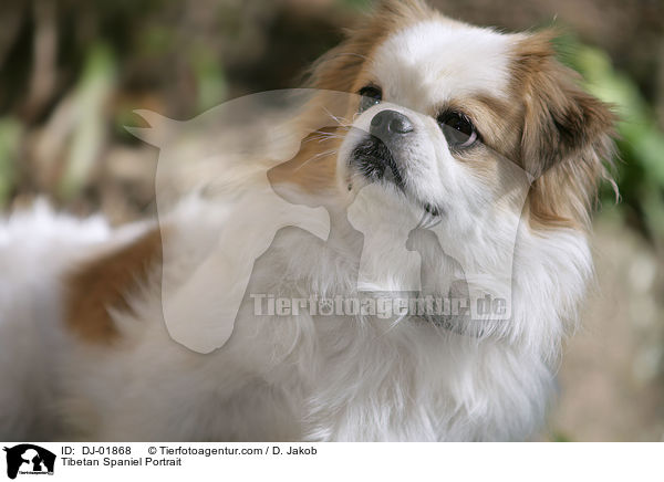Tibetan Spaniel Portrait / DJ-01868