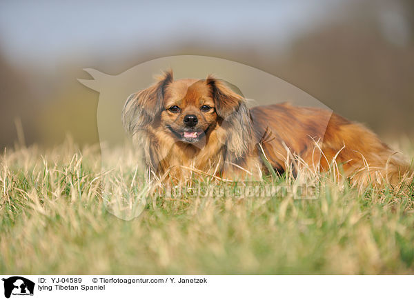 lying Tibetan Spaniel / YJ-04589