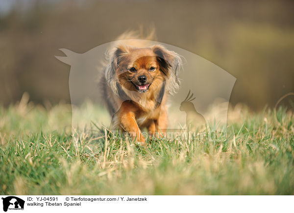laufender Tibet Spaniel / walking Tibetan Spaniel / YJ-04591