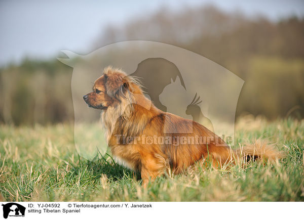 sitzender Tibet Spaniel / sitting Tibetan Spaniel / YJ-04592