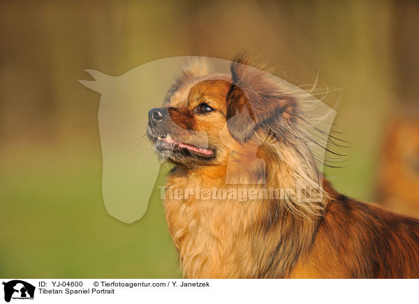 Tibetan Spaniel Portrait / YJ-04600