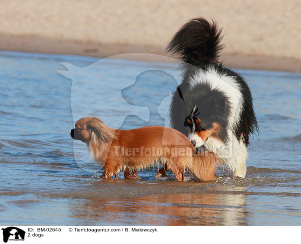 2 dogs / BM-02645