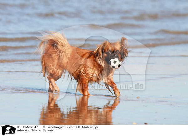 retrieving Tibetan Spaniel / BM-02647
