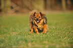 walking Tibetan Spaniel