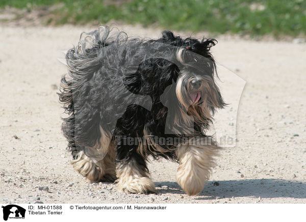 Tibet Terrier / Tibetan Terrier / MH-01588
