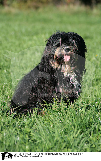 Tibet Terrier on meadow / MH-01592