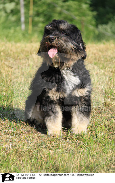 Tibetan Terrier / MH-01842