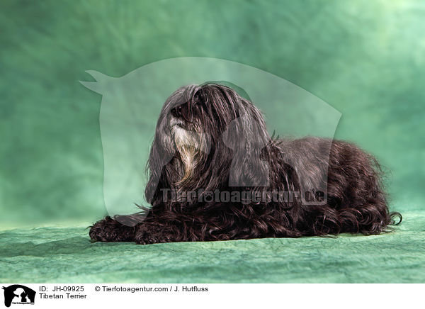 Tibetan Terrier / JH-09925