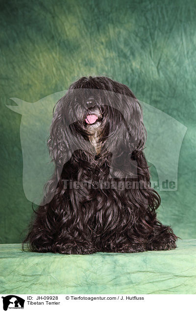 Tibet-Terrier / Tibetan Terrier / JH-09928