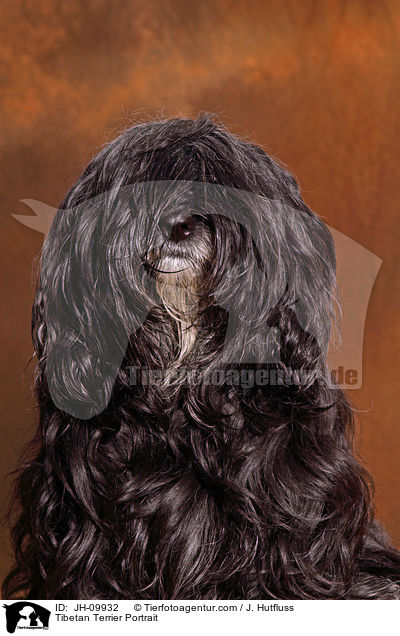 Tibet-Terrier Portrait / Tibetan Terrier Portrait / JH-09932
