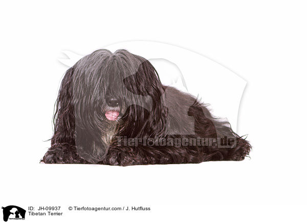 Tibetan Terrier / JH-09937