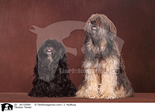 Tibet-Terrier / Tibetan Terrier / JH-10064