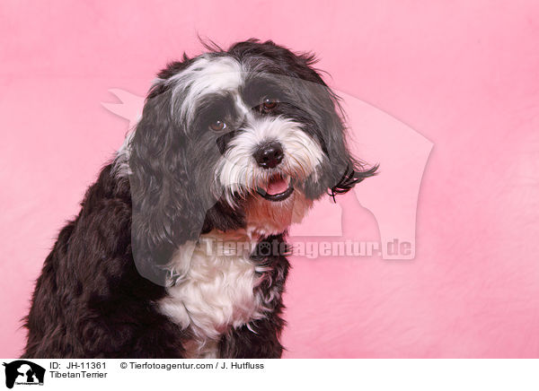 TibetanTerrier / JH-11361