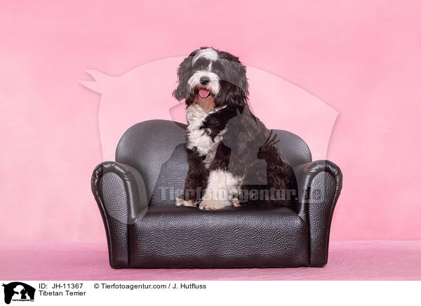 Tibetan Terrier / JH-11367