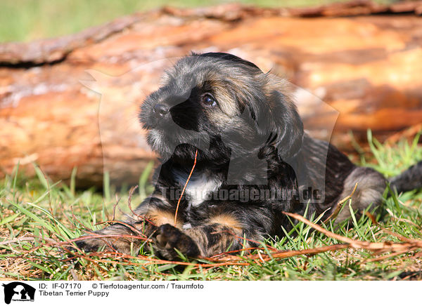 Tibetan Terrier Puppy / IF-07170