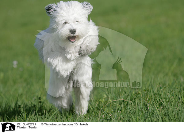 Tibetan Terrier / DJ-02724