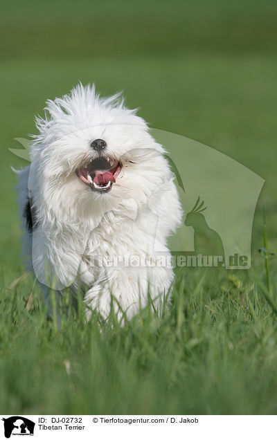 Tibet Terrier / Tibetan Terrier / DJ-02732