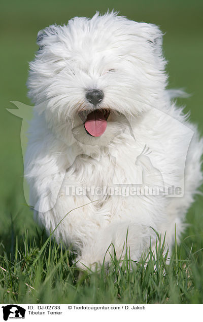 Tibetan Terrier / DJ-02733
