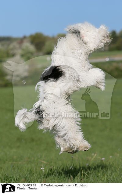 Tibet Terrier / Tibetan Terrier / DJ-02739