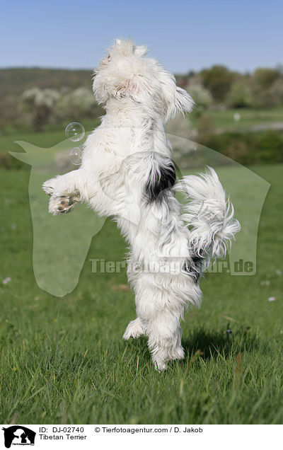Tibet Terrier / Tibetan Terrier / DJ-02740