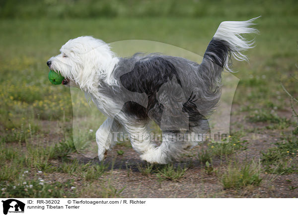 running Tibetan Terrier / RR-36202