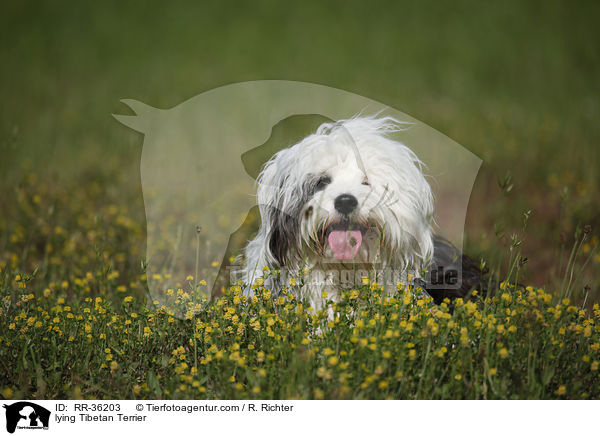 lying Tibetan Terrier / RR-36203