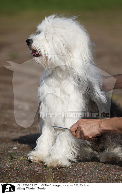 sitting Tibetan Terrier / RR-36217