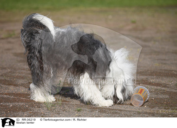 Tibet Terrier / tibetan terrier / RR-36219