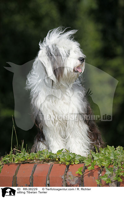 sitting Tibetan Terrier / RR-36229