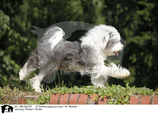 running Tibetan Terrier / RR-36235