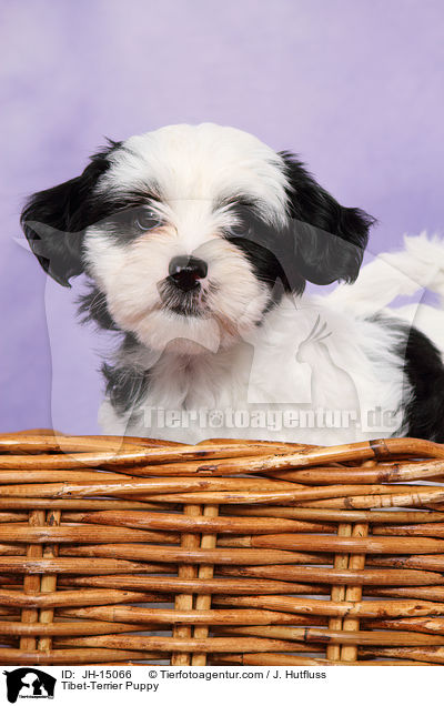 Tibet-Terrier Puppy / JH-15066