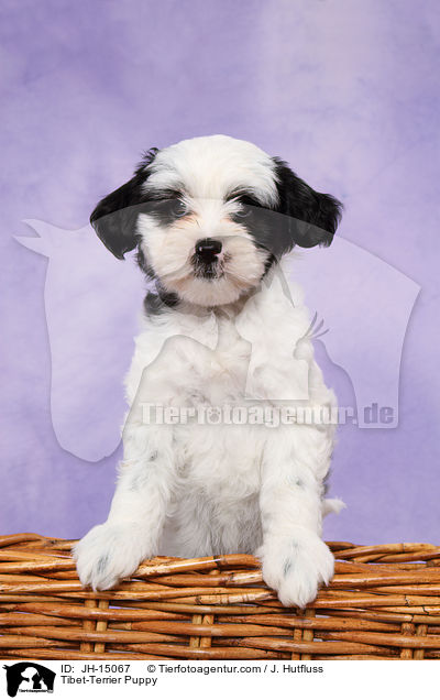 Tibet-Terrier Puppy / JH-15067