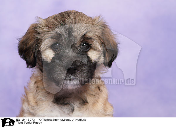 Tibet-Terrier Puppy / JH-15073