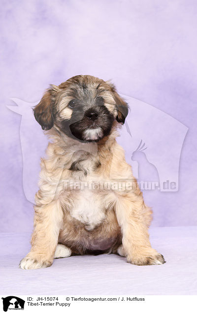 Tibet-Terrier Puppy / JH-15074