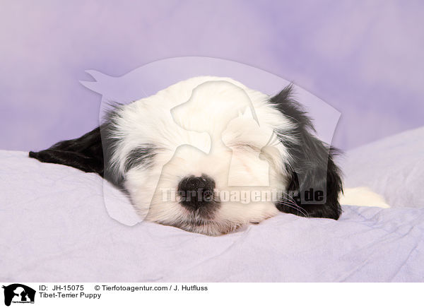 Tibet-Terrier Puppy / JH-15075