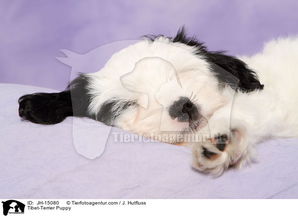 Tibet-Terrier Puppy / JH-15080