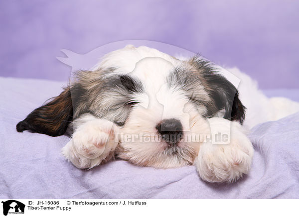 Tibet-Terrier Puppy / JH-15086