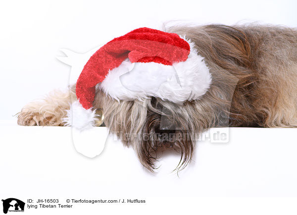 liegender Tibet-Terrier / lying Tibetan Terrier / JH-16503