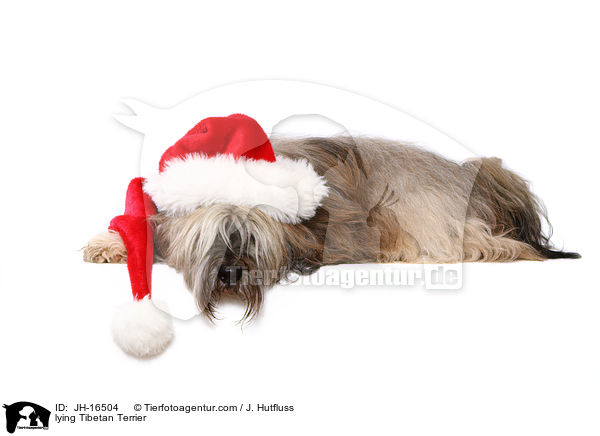 liegender Tibet-Terrier / lying Tibetan Terrier / JH-16504