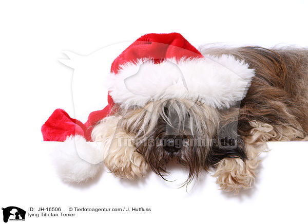 liegender Tibet-Terrier / lying Tibetan Terrier / JH-16506