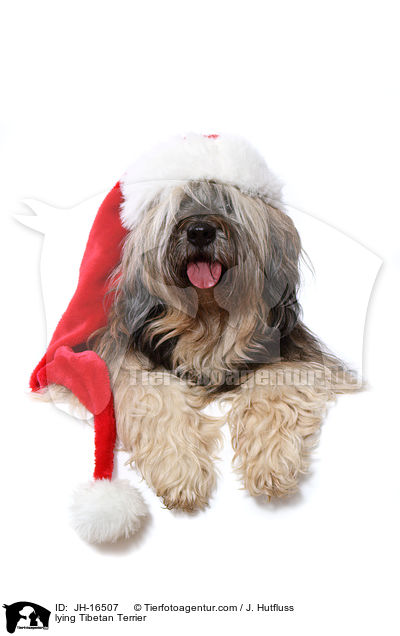 liegender Tibet-Terrier / lying Tibetan Terrier / JH-16507