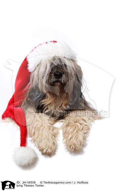 liegender Tibet-Terrier / lying Tibetan Terrier / JH-16508