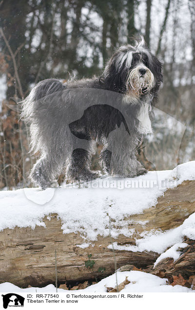 Tibet Terrier im Schnee / Tibetan Terrier in snow / RR-77540
