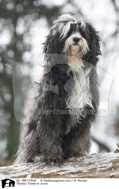 Tibet Terrier im Schnee / Tibetan Terrier in snow / RR-77559