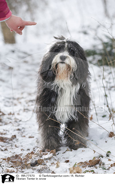 Tibet Terrier im Schnee / Tibetan Terrier in snow / RR-77570