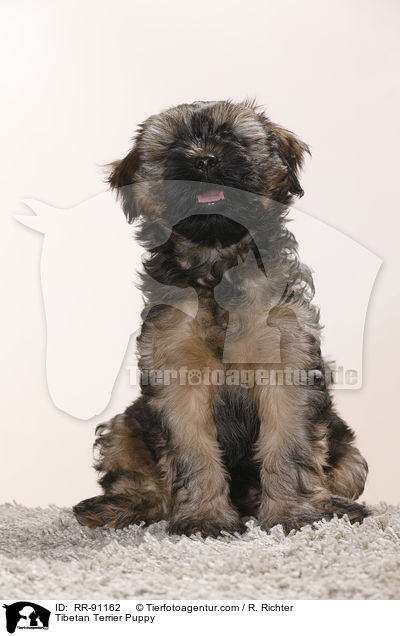 Tibet-Terrier Welpe / Tibetan Terrier Puppy / RR-91162