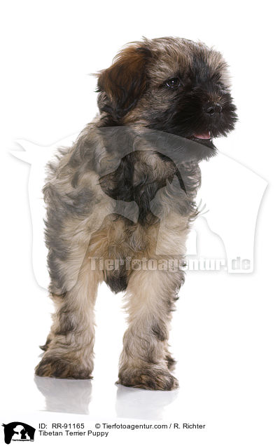 Tibet-Terrier Welpe / Tibetan Terrier Puppy / RR-91165