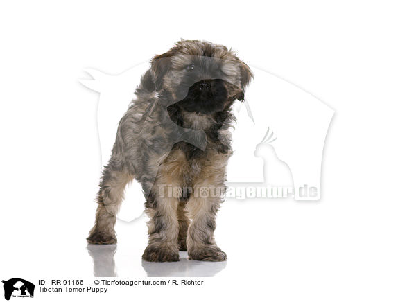 Tibet-Terrier Welpe / Tibetan Terrier Puppy / RR-91166